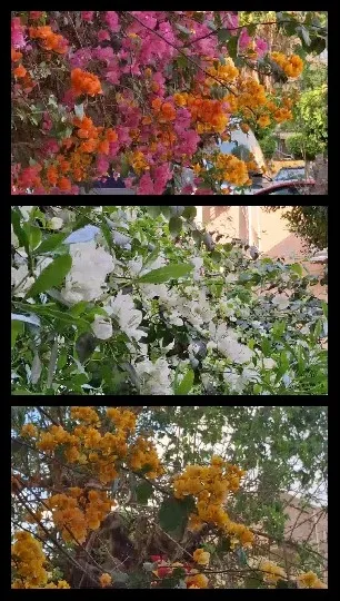 Colorful Flower Arrangements Display