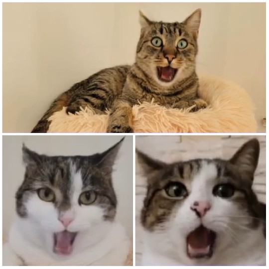 Three Surprised Cats with Open Mouths