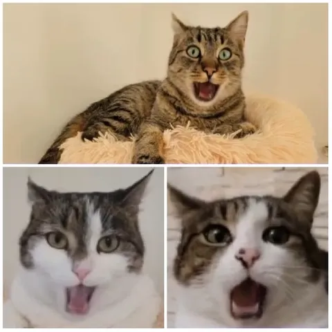 Three Surprised Cats with Open Mouths