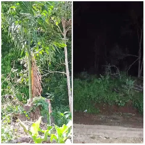 Bright Forest and Dark Night Scene