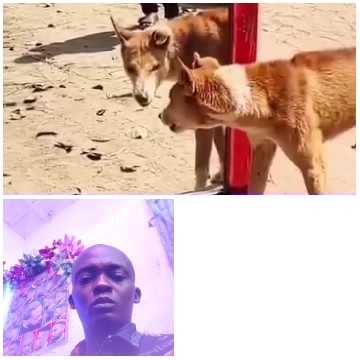 Dogs by Red Pole Outdoors