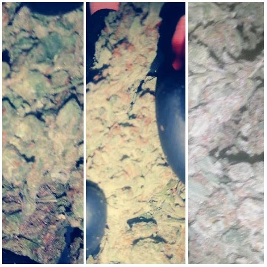 Close-Up of Cannabis Buds