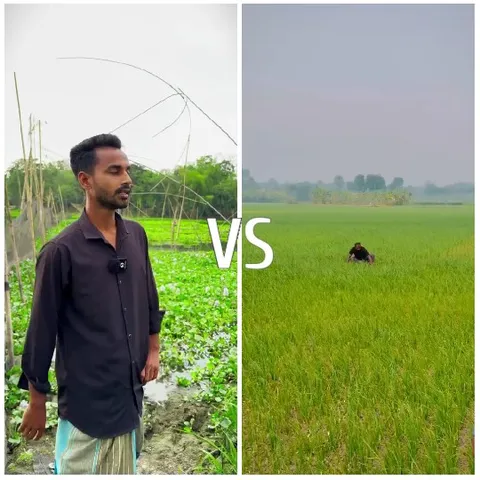 Farming Vs. Field Standing