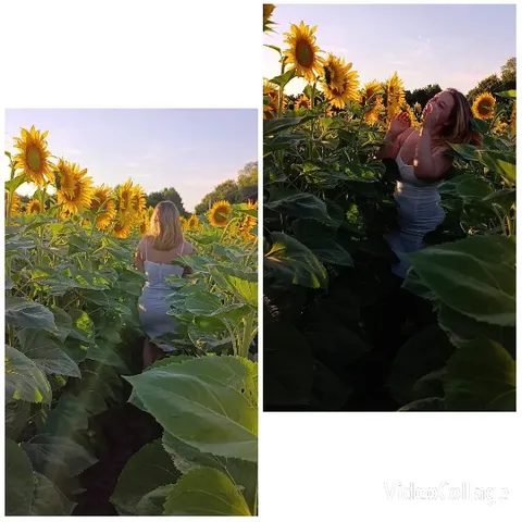 Individual in Sunflower Field