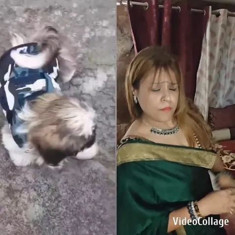Dog in Camouflage and Woman Indoors