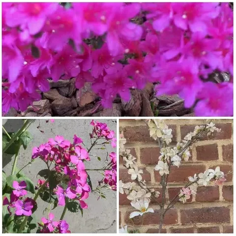 Close-ups of Various Flowers