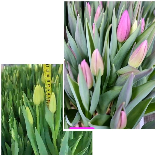 Close-Up Flower Buds with Ruler