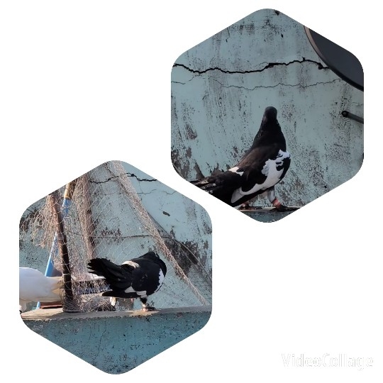 Pigeons on Concrete Surface