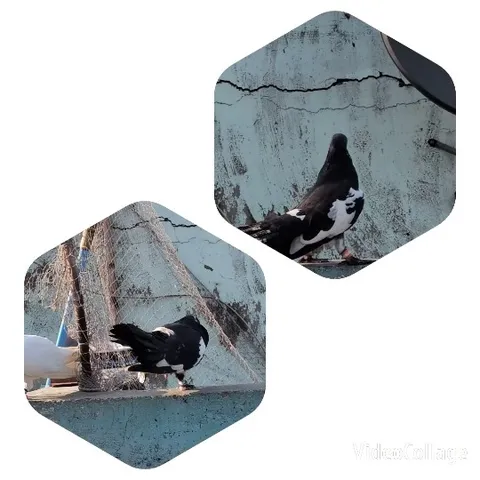 Pigeons on Concrete Surface