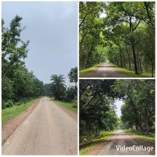 Tranquil Tree-Lined Roads