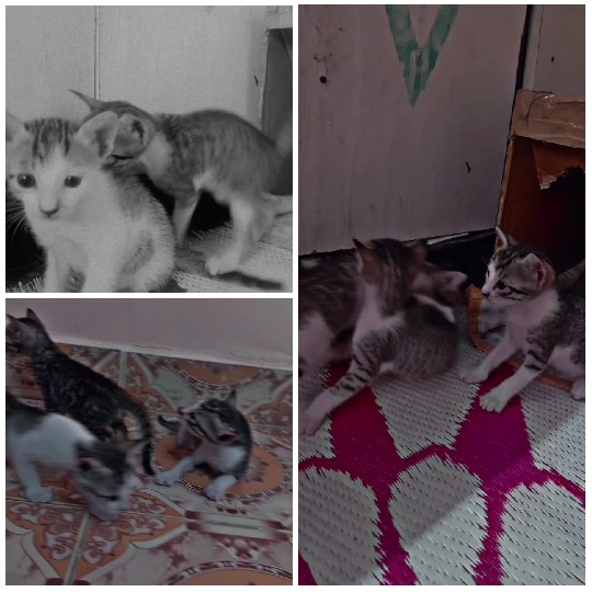 Playful Kittens in Various Poses