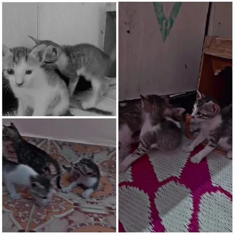 Playful Kittens in Various Poses