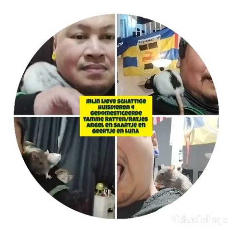 Person with Domesticated Rats Outdoors