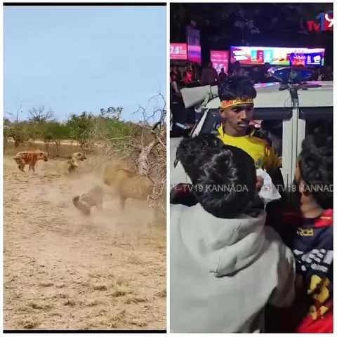Lions Running and People Gathered