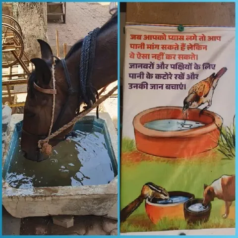 Horse Drinking Water from Trough