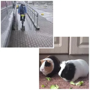 Bicycle Ride and Guinea Pigs
