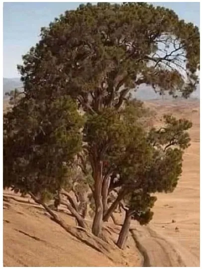 Green Trees on Sandy Hillside