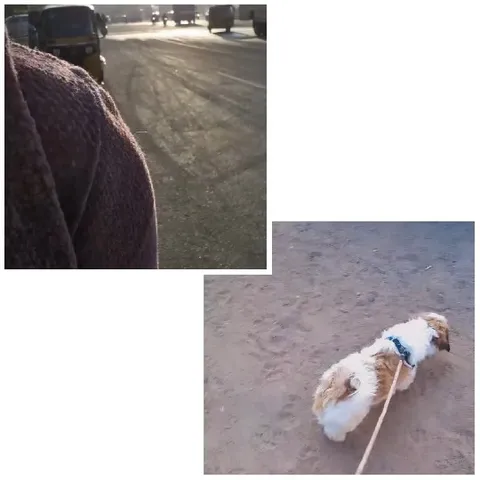 Street Scene and Dog on Leash