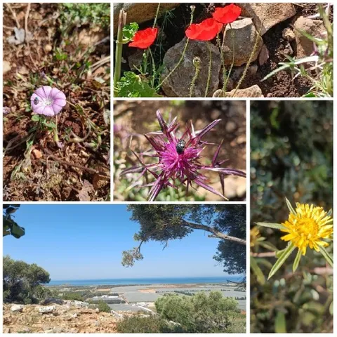 Nature's Beauty in Blooming Flowers