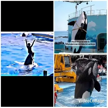 Orca Show With Trainer