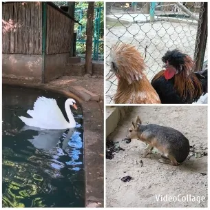 Swan and Animals by the Pond