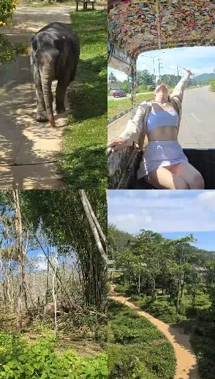 Four Scenes of Nature and Movement