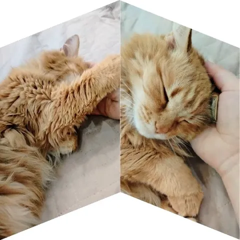 Content Orange Tabby Cat Being Petted