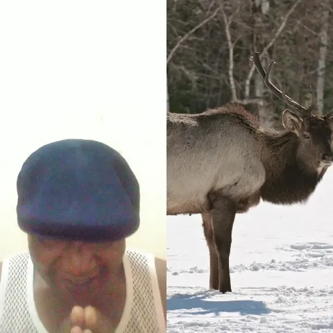 Meditation Pose And Deer In Snow