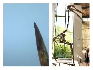 Pointed Object and Prehistoric Exhibit