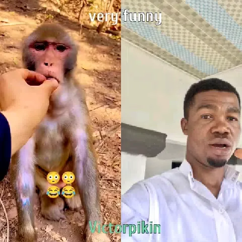 Monkey Feeding and Neutral Expression