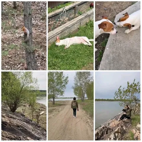 Squirrel, Dogs, and Scenic Views