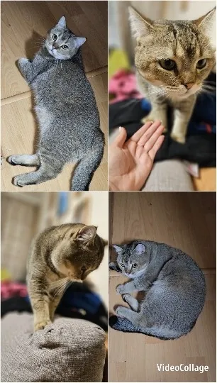 Gray Cat Interacting with Surroundings
