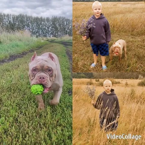 Boy and Dog in a Field