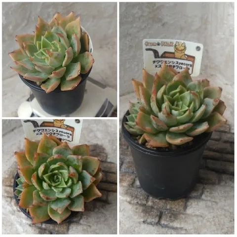 Three Views of a Succulent Plant