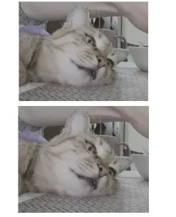 Cat with Human Paw Nearby