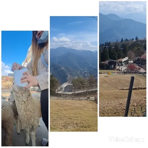 Feeding Sheep in Mountain Landscape