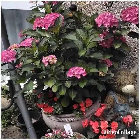 Garden Scene with Potted Plant