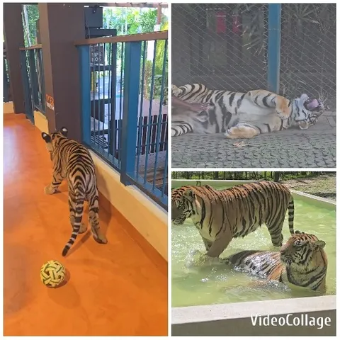 Young Tigers Playing Indoors