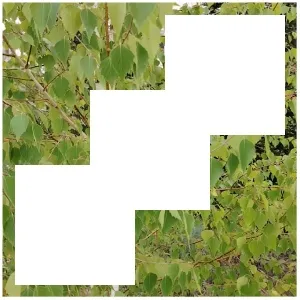 White Squares on Green Leaves