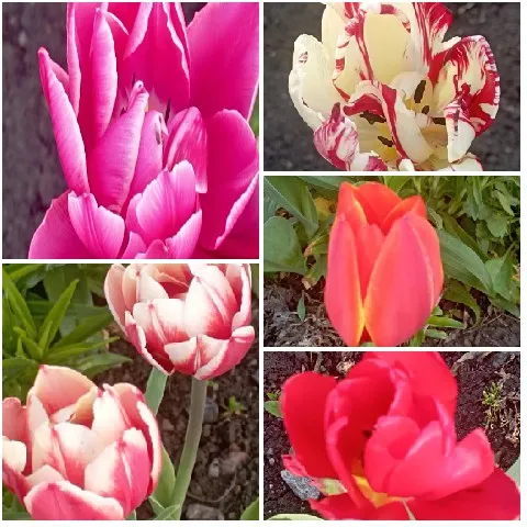 Colorful Tulips in a Garden