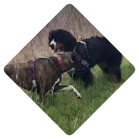 Dogs Interacting on Grass