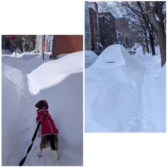 Snowy Urban Scene with Dog