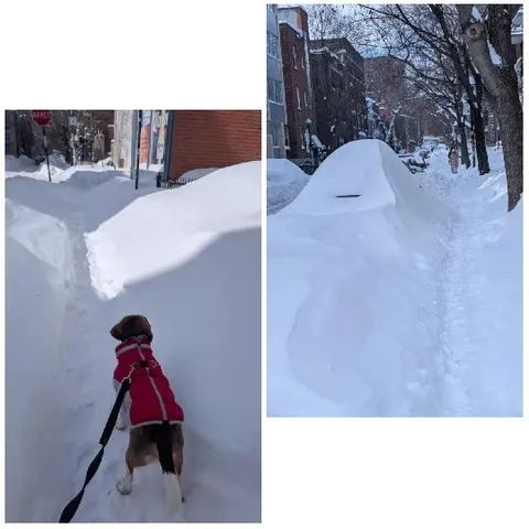 Snowy Urban Scene with Dog