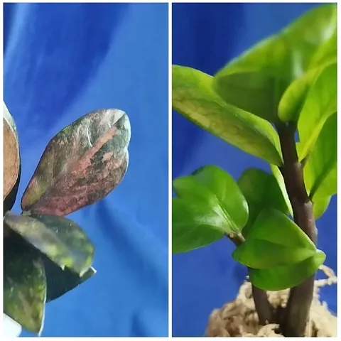 Healthy Green Leaves vs. Brown Patches