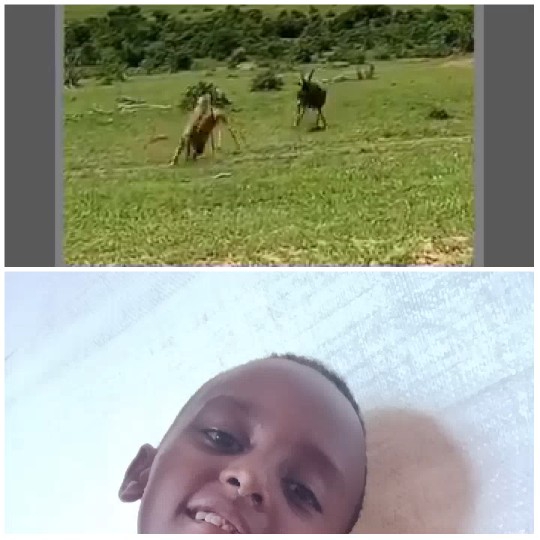 Animals and Smiling Child