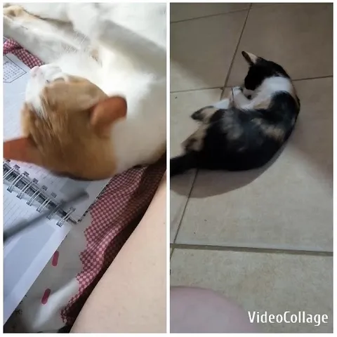 Cats Relaxing Near Notebook and Floor