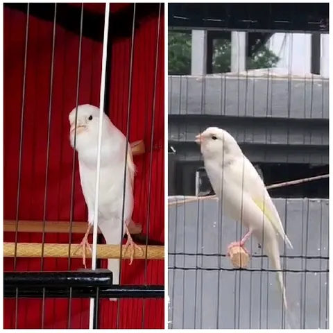 Two Birds in Separate Cages