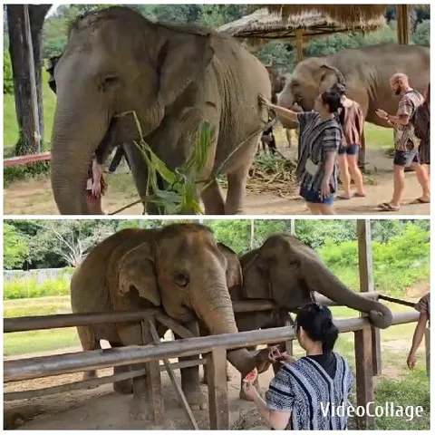 Interacting with Elephants Outdoors