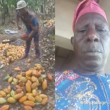 Fruit Collection in Rural Setting