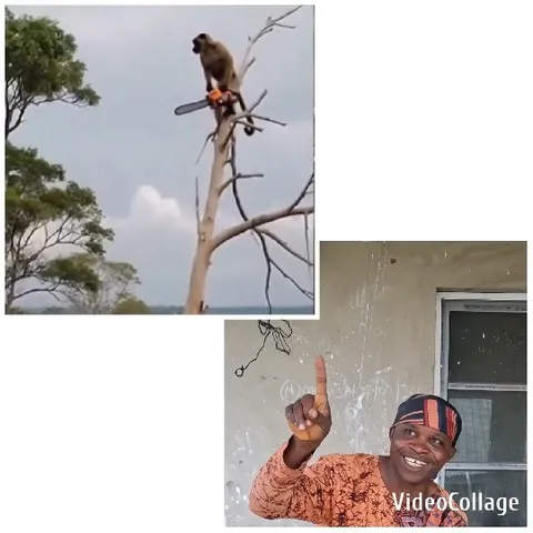 Monkey with Chainsaw in Tree